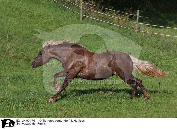 Schwarzwlder Fuchs / black forest horse / JH-03176