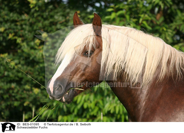 Schwarzwlder Fuchs / Black Forest Horse / BES-01095