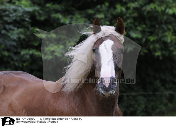 Schwarzwlder Kaltblut Portrait / AP-06590