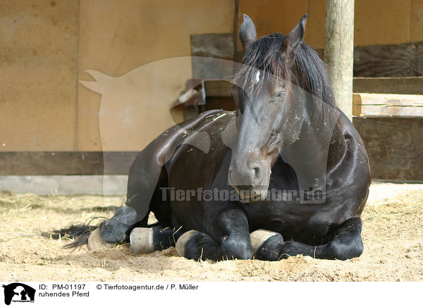 ruhendes Pferd / dozing horse / PM-01197