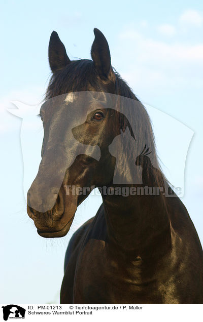 Schweres Warmblut Portrait / horse head / PM-01213