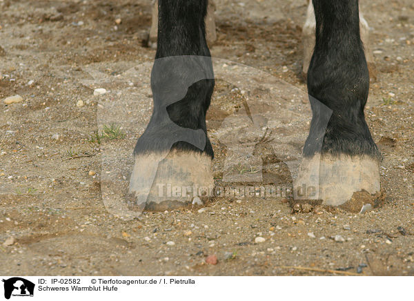 Schweres Warmblut Hufe / warmblood hoofs / IP-02582