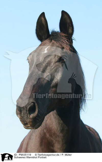 Schweres Warmblut Portrait / warmblood portrait / PM-05119