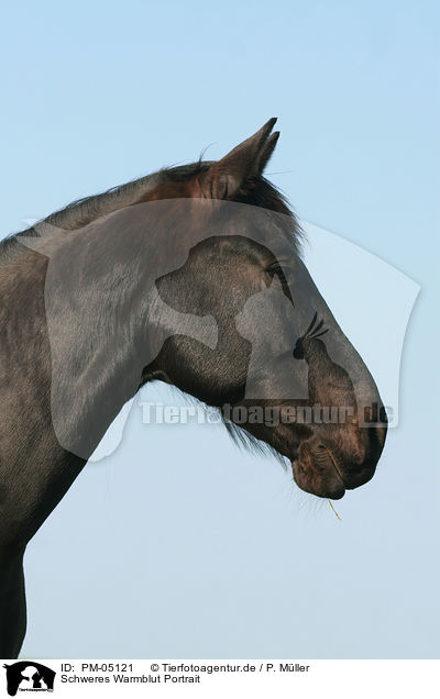 Schweres Warmblut Portrait / warmblood portrait / PM-05121