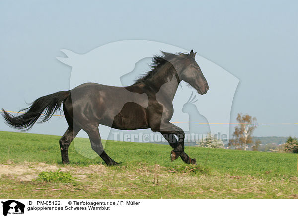 galoppierendes Schweres Warmblut / galloping warmblood / PM-05122