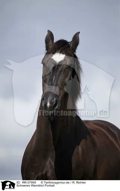Schweres Warmblut Portrait / horse portrait / RR-37990