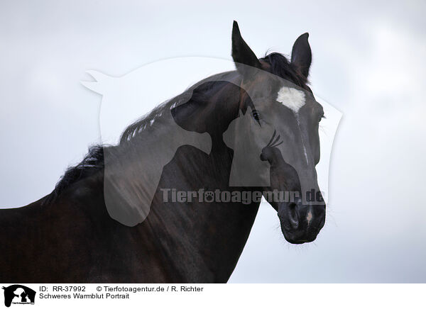 Schweres Warmblut Portrait / horse portrait / RR-37992
