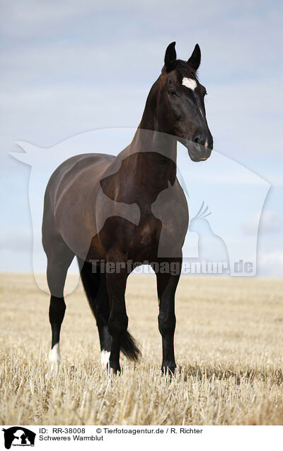 Schweres Warmblut / black horse / RR-38008