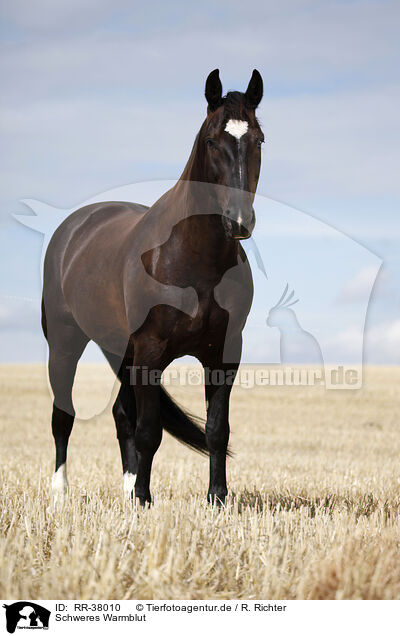 Schweres Warmblut / black horse / RR-38010