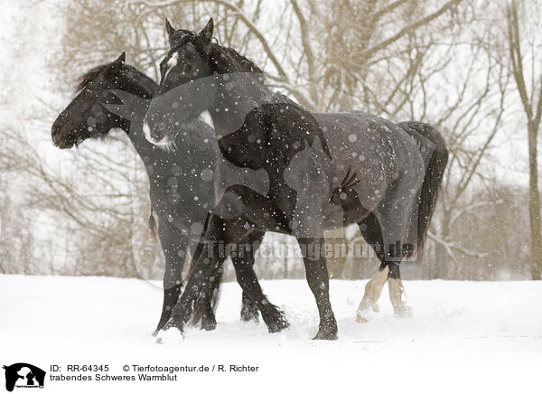 trabendes Schweres Warmblut / RR-64345