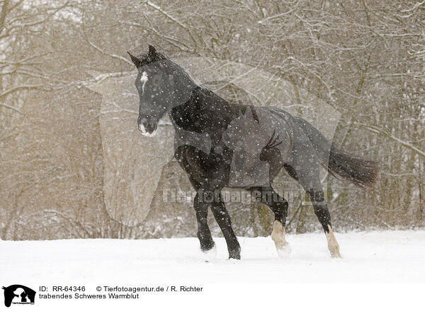 trabendes Schweres Warmblut / trotting heavy warmblood / RR-64346