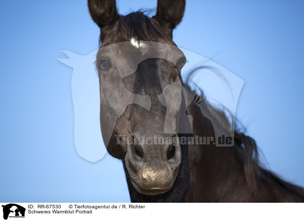 Schweres Warmblut Portrait / Heavy Warmblood Portrait / RR-67530