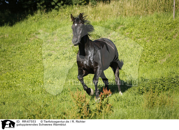 galoppierendes Schweres Warmblut / RR-67553