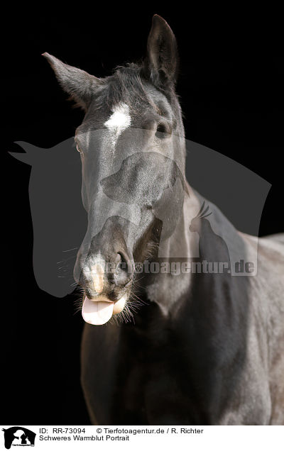 Schweres Warmblut Portrait / Heavy Warmblood Portrait / RR-73094