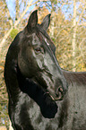 Schweres Warmblut