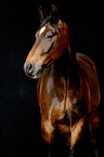 Schweres Warmblut Portrait