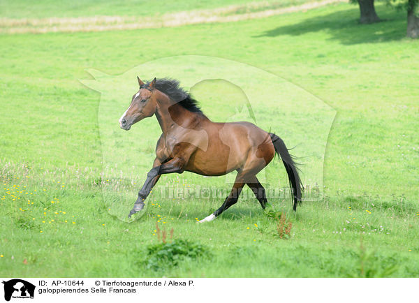 galoppierendes Selle Francais / galloping Selle Francais / AP-10644