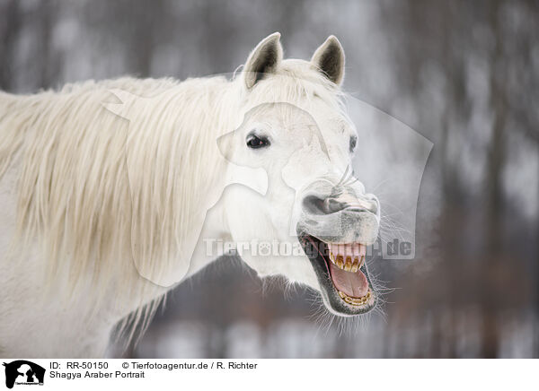 Shagya Araber Portrait / Shagya Arabian horse portrait / RR-50150
