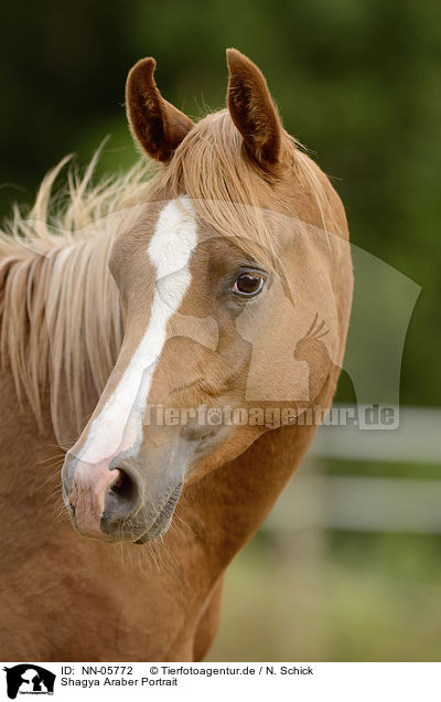 Shagya Araber Portrait / arabian horse portrait / NN-05772