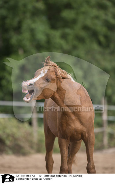 ghnender Shagya Araber / yawning arabian horse / NN-05773