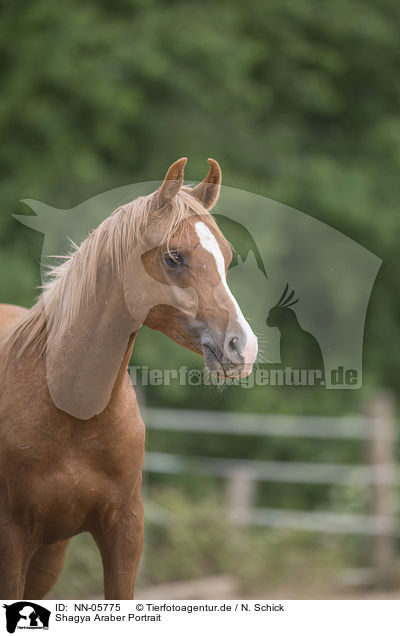 Shagya Araber Portrait / arabian horse portrait / NN-05775
