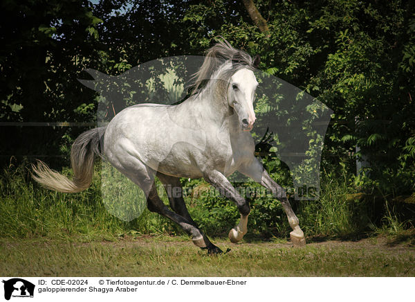 galoppierender Shagya Araber / galloping Shagya Arabian Horse / CDE-02024