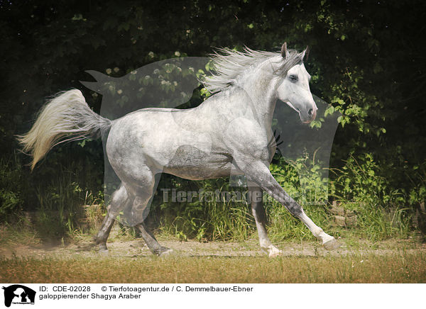 galoppierender Shagya Araber / galloping Shagya Arabian Horse / CDE-02028