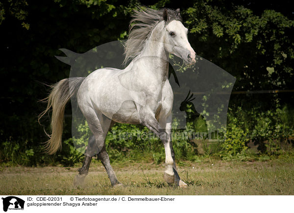 galoppierender Shagya Araber / galloping Shagya Arabian Horse / CDE-02031