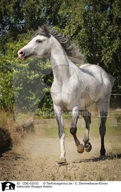 trabender Shagya Araber / trotting Shagya Arabian Horse / CDE-02032