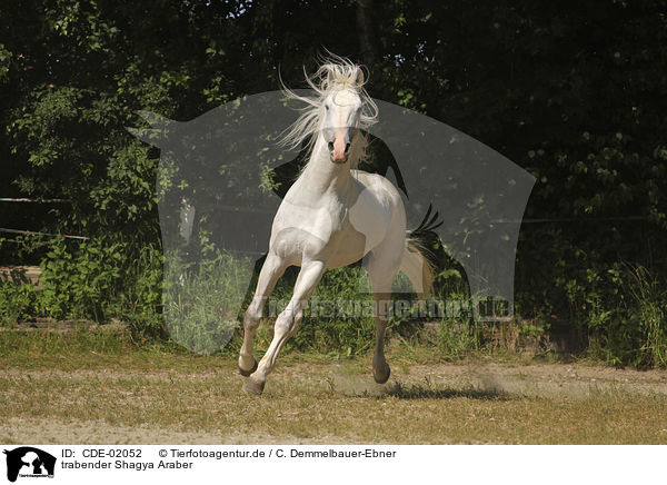 trabender Shagya Araber / trotting Shagya Arabian Horse / CDE-02052