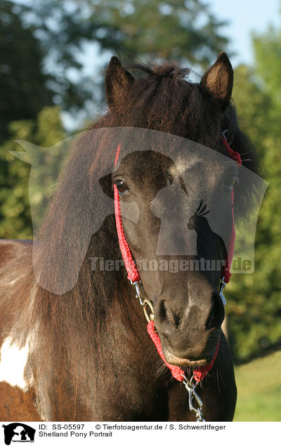 Shetland Pony Portrait / SS-05597