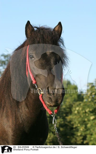 Shetland Pony Portrait / SS-05599