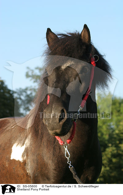 Shetland Pony Portrait / SS-05600
