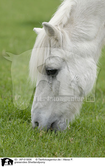 grasendes Shetlandpony / grazing Shetland Pony / AP-01806