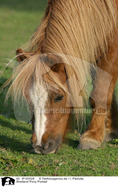 Shetland Pony Portrait / Shetland Pony Portrait / IP-00528