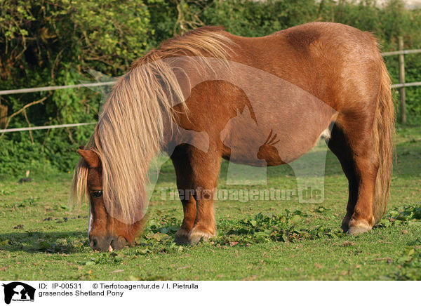 grasendes Shetland Pony / grazing Shetty / IP-00531