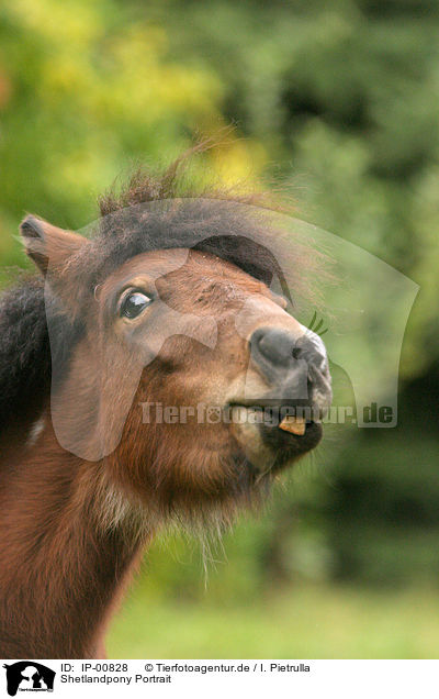 Shetlandpony Portrait / IP-00828