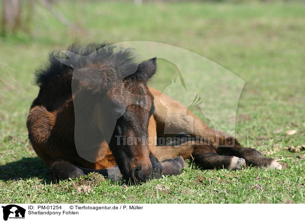 Shetlandpony Fohlen / Shetlandpony foal / PM-01254