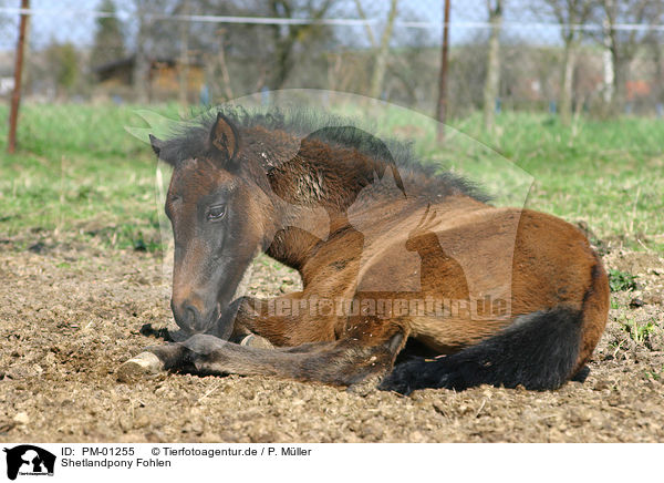 Shetlandpony Fohlen / Shetlandpony foal / PM-01255
