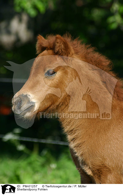 Shetlandpony Fohlen / Shetlandpony foal / PM-01257