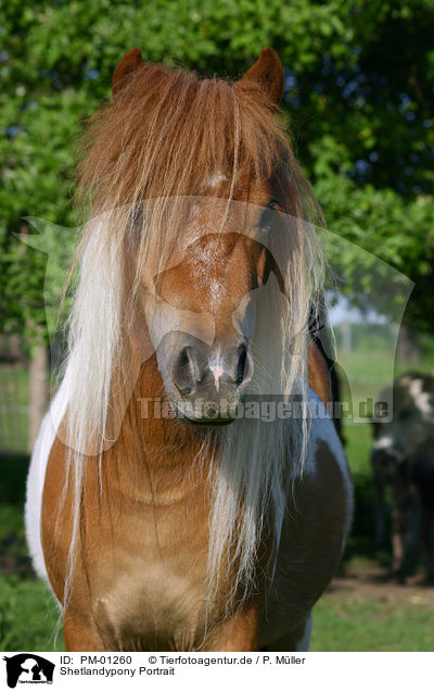Shetlandypony Portrait / Icelandic horse Portrait / PM-01260