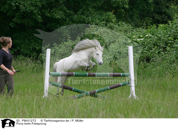 Pony beim Freisprung / PM-01272
