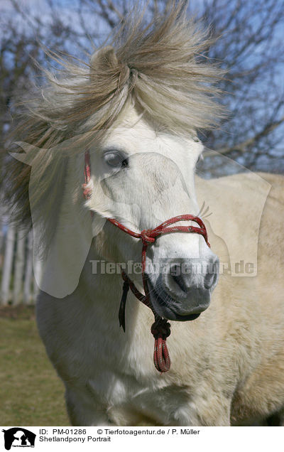 Shetlandpony Portrait / Icelandic horse Portrait / PM-01286