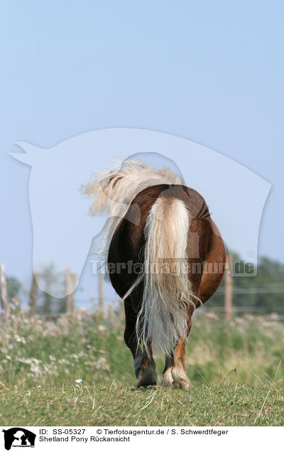 Shetland Pony Rckansicht / Pony Backside / SS-05327