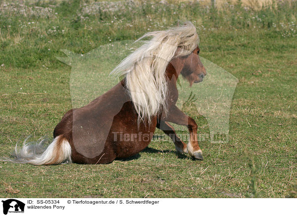 wlzendes Pony / wallowing Pony / SS-05334
