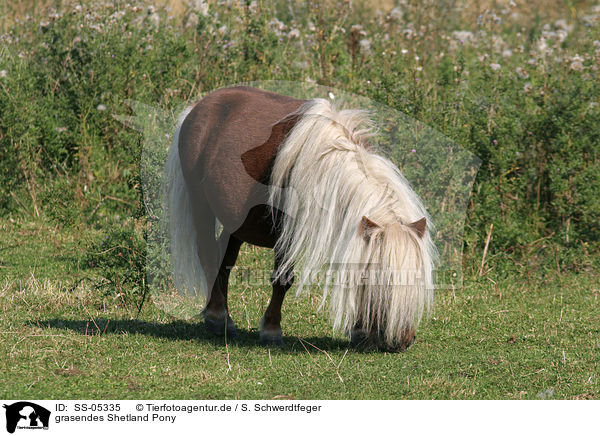 grasendes Shetland Pony / SS-05335