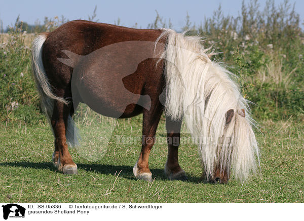 grasendes Shetland Pony / SS-05336