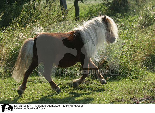 trabendes Shetland Pony / SS-05337