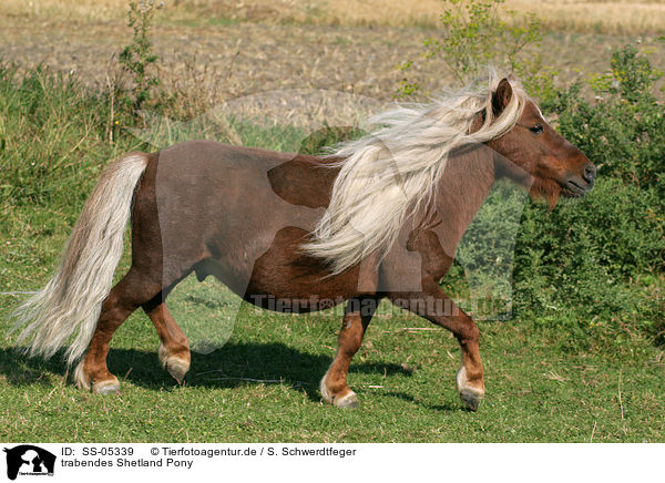 trabendes Shetland Pony / SS-05339