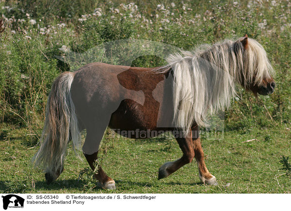 trabendes Shetland Pony / SS-05340